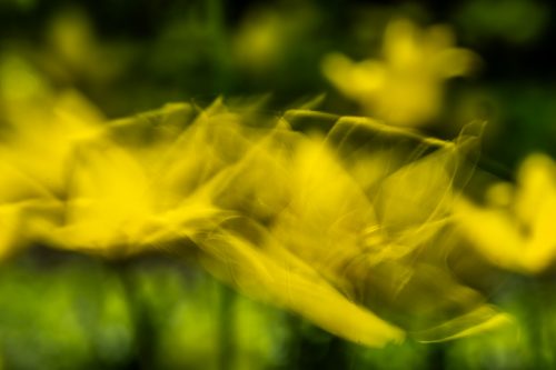Wilde Tulpen im Wind