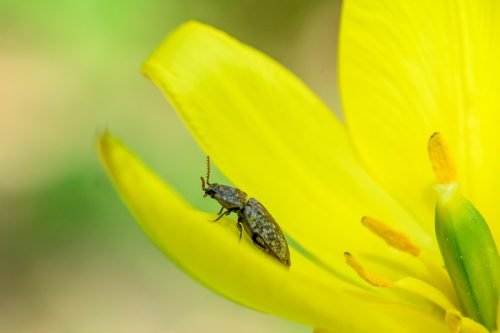 Mausgrauer Schnellkaefer auf Wilder Tulpe