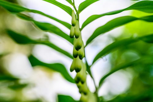 Vielblaettrige Weißwurz