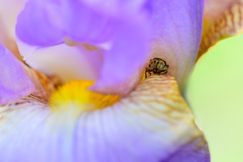 Weißpunktiger Schwertlilienrüssler