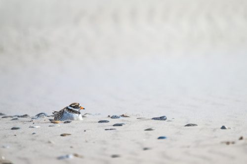 Sandregenpfeifer