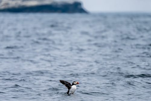 Papageitaucher an den Farne Islands