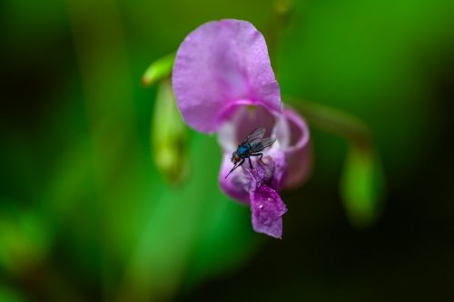 Schmeißfliege an Drüsigem Springkraut