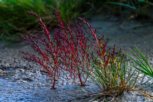 Herbstlicher Queller