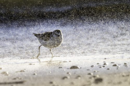 Sanderling im Sandsturm