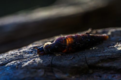Gemeine Schließmundschnecke