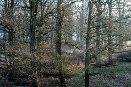 Auwald an der Oberelbe