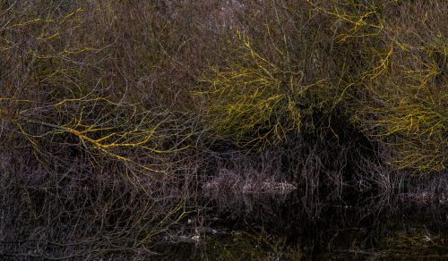 Auwald im UNESCO Biosphärenreservat Flusslandschaft Elbe