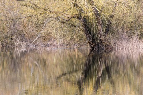 Auwald im UNESCO Biosphärenreservat Flusslandschaft Elbe
