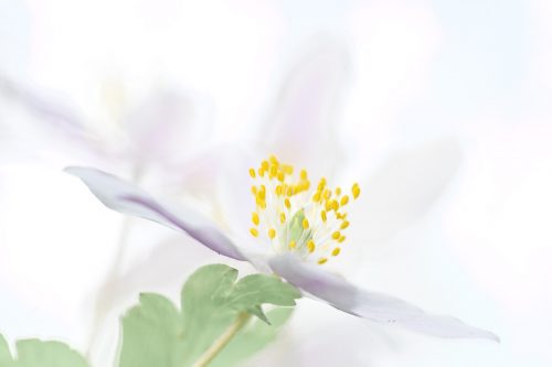 Buschwindroeschen