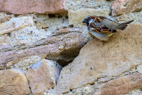 Haussperling an Klostermauer