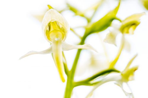 Waldhyazinthe