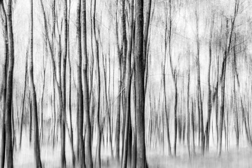Birkenwald