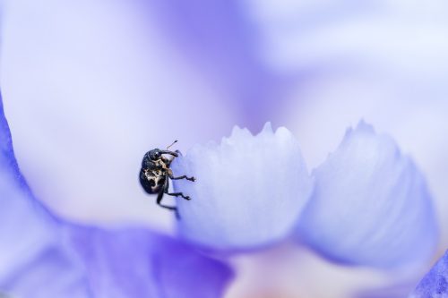 Schwertlilienruessler auf Schwertlilie