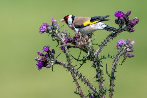 Stieglitz auf Sumpf-Kratzdistel