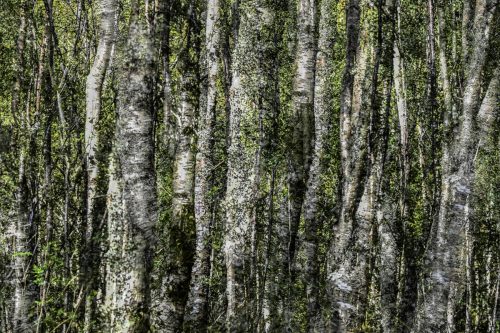 Birkenwald