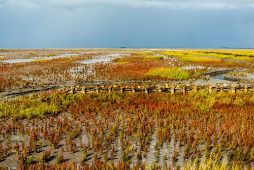 Queller (Eiderstedt)