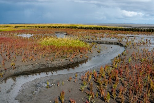 Queller (Eiderstedt)