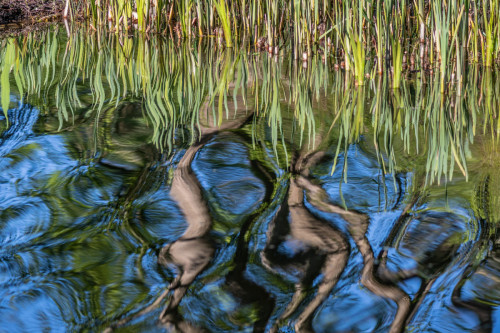 Spiegelung im Hamburger Park Planten un Blomen