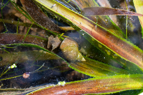 Spitzschlammschnecke