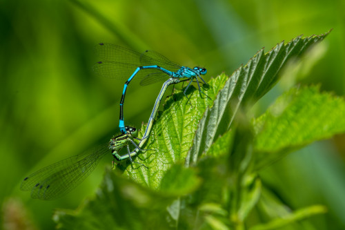 Hufeisen-Azurjungfer