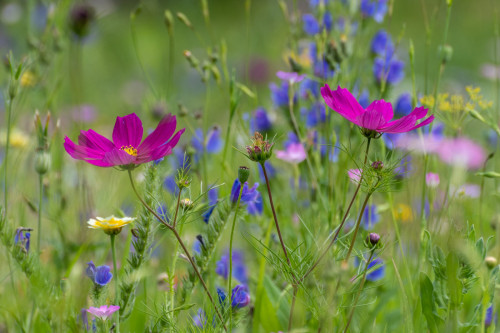 Schmuckkörbchen auf Wilfblumenwiese