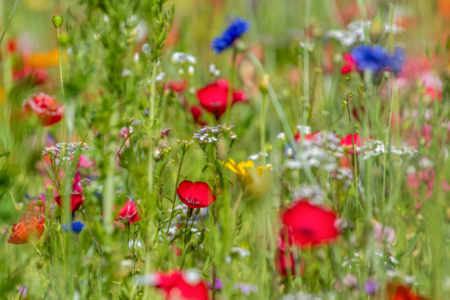 Roter Lein auf Wilfblumenwiese