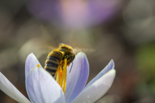 Biene (vermutlich Mauerbiene)