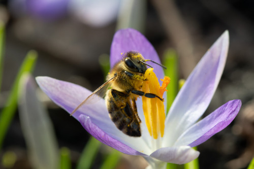 Biene (vermutlich Mauerbiene)