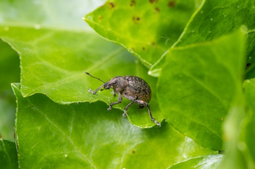Variabler Plumprüssler