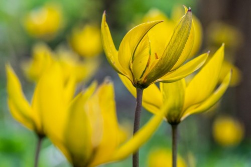 Wildtulpen