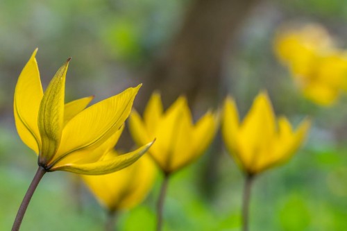 Wildtulpen