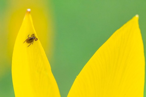 Zecke auf Wildtulpe
