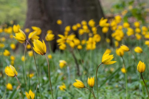Wildtulpen