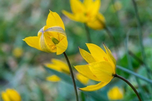 Wildtulpen